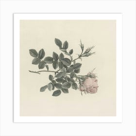 Rose On A Branch 1 Art Print