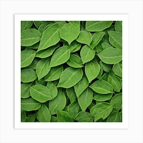 Green Leafs As Background (5) Art Print