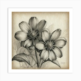 Two Flowers In Black And White Art Print