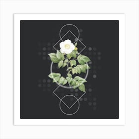 Vintage Leschenault's Rose Botanical with Geometric Line Motif and Dot Pattern n.0374 Art Print