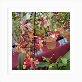 Orchids In Bloom 1 Art Print