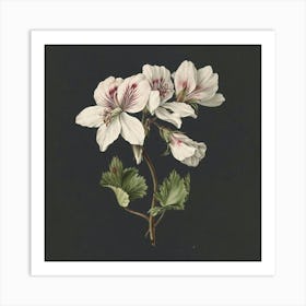 Geranium 2 Art Print