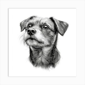 Border Terrier 1 Art Print