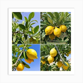 lemon tree 1 Art Print