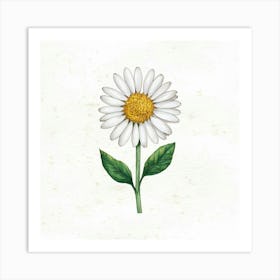 Daisy Watercolor Illustration Art Print