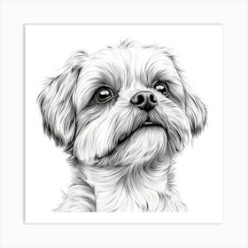 Shih Tzu 2 Art Print