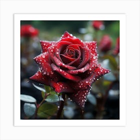 Red rose with water drops. Red rose with drops of dew, drops of water, fresh and beautiful. Art Print