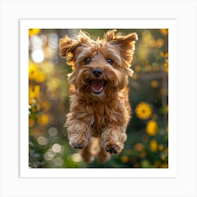 Yorkshire Terrier Jumping Art Print