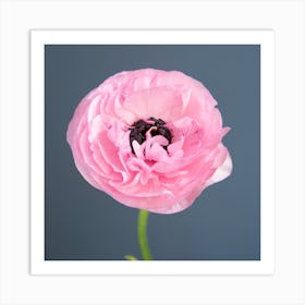 Pink Ranunculus Square Art Print