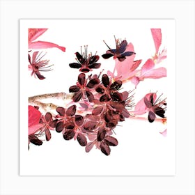 Cherry Blossoms Art Print