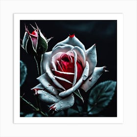 White Rose Art Print