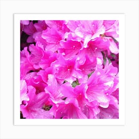 Pink Azaleas 17 Art Print