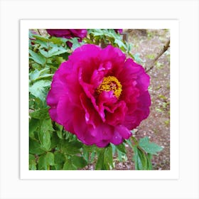 Peony in Japan 18 Art Print