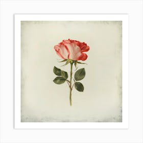 Single Rose Art Print