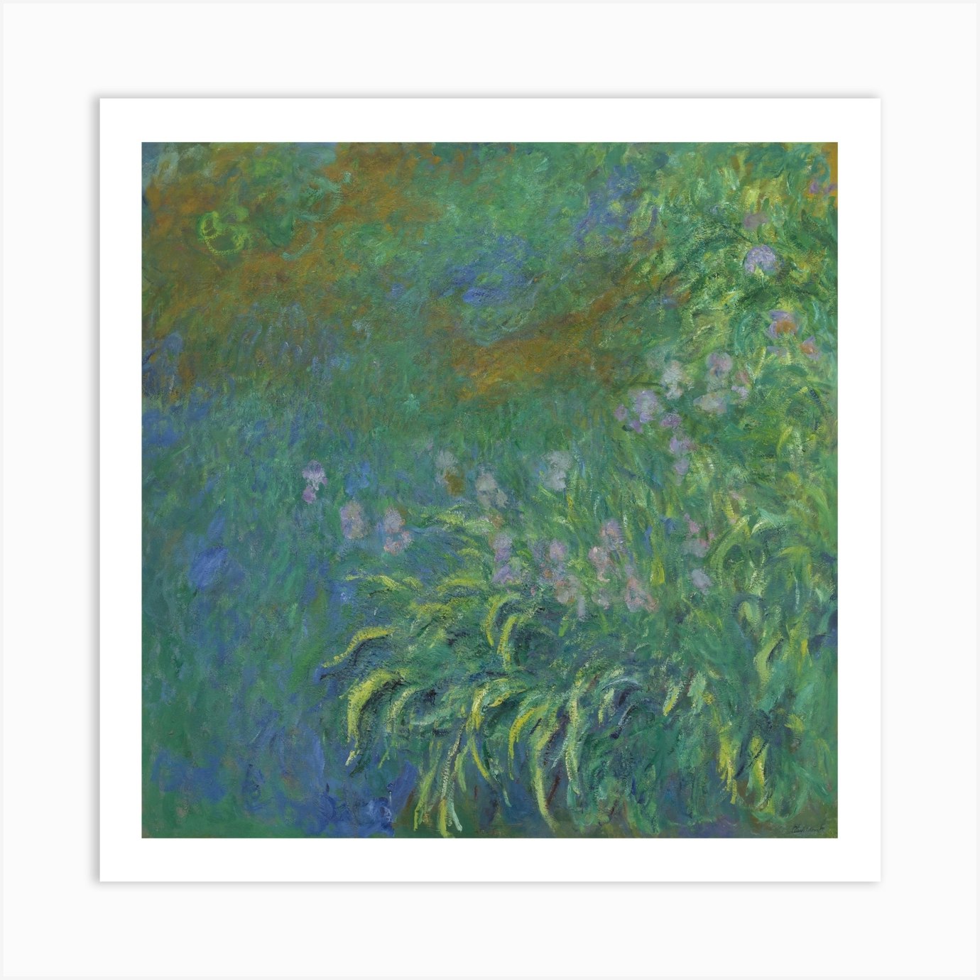 Claude Monet - Iris Art Print by Print Rocker