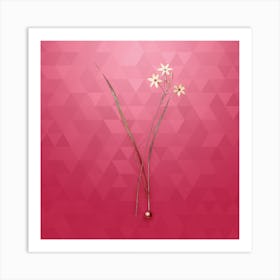 Vintage Ixia Longiflora Botanical in Gold on Viva Magenta n.0169 Art Print