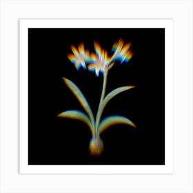 Prism Shift Amaryllis Botanical Illustration on Black n.0324 Art Print