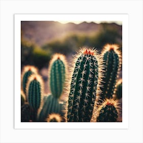 Cactus in the light Art Print