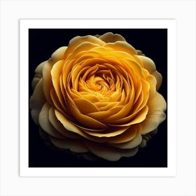 Yellow Rose Art Print