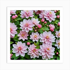 Pink Dahlias Art Print