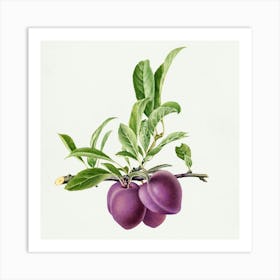 Plums Art Print