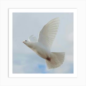 White Dove In Flight Art Print