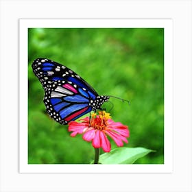 Butterfly On A Flower Art Print