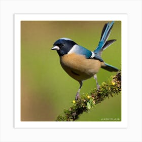 Blue Tit 52 Art Print