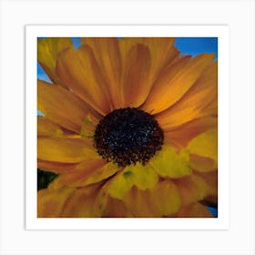 Orange Daisy Art Print