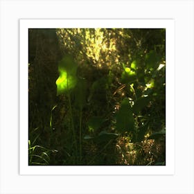 Feuille Lumineuse Art Print