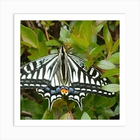 Black Swallowtail Butterfly 1 Art Print