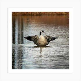 Firefly Head, Lake, Canada, Bird, Outdoors, Canadian Goose, Winter, Resting, Wing, Fowl, Water Bird, (9) Art Print