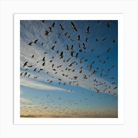 Seagulls In Flight Art Print