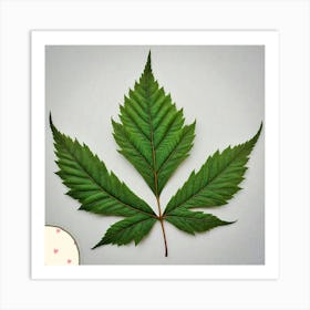 Cedar leaf 1 Art Print