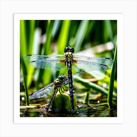 Nature Dragonfly Mating Couple Insect Sitting Duck Pond Lively Dvd Fauna Wild Animal Gras (18) Art Print