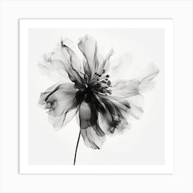 Black And White Flower Art Print