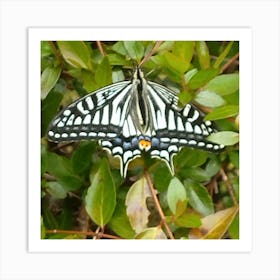 Butterfly 6 Art Print