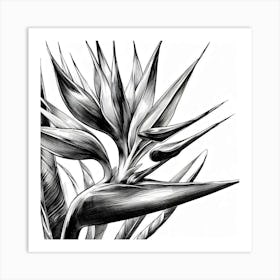 Bird of paradise flower 7 Art Print