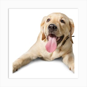 Labrador Retriever Art Print