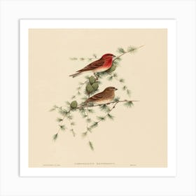 Two Birds Perched On A Branch Art Print