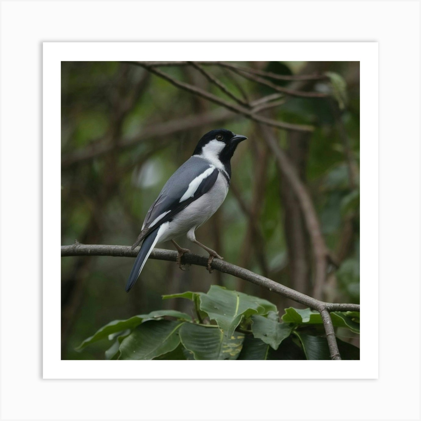 Grey Butcherbird Art Print by Hestia's Fine Art - Fy