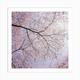 Cherry Blossoms 7 Art Print