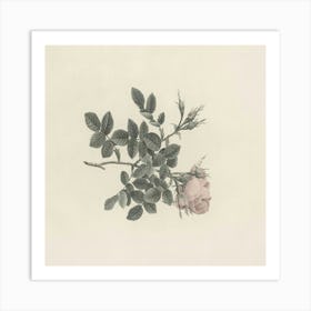 Rose On A Branch Art Print