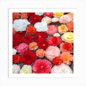 Carnations 2 Art Print