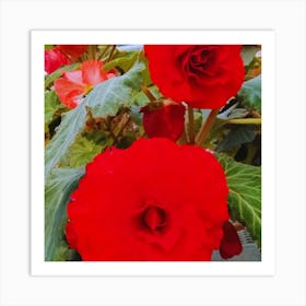 Red Begonias Art Print