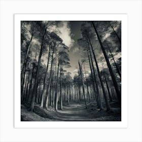 Scotland Forest Art Print