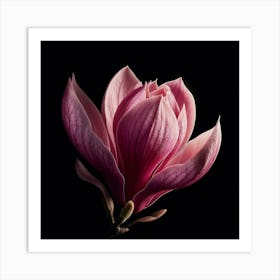 Pink Magnolia Flower on Black Background 1 Art Print