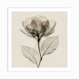 Floral Art 0008 Floral 0007 Botanical Assets 0006 Bp6586 Minimalist Soft Bright X Ray Scandinavian Minimalist C1eaf1e9 Art Print