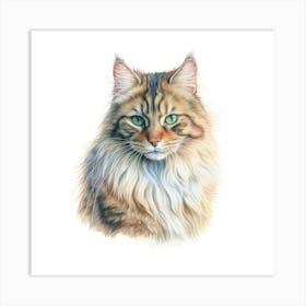 Highlander Cat Portrait Art Print