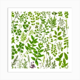 Herbs As A Background (86) Art Print